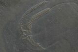 Two Devonian Pyritized Brittle Stars (Furcaster) - Bundenbach, Germany #209877-2